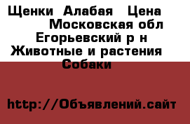 Щенки  Алабая › Цена ­ 15 000 - Московская обл., Егорьевский р-н Животные и растения » Собаки   